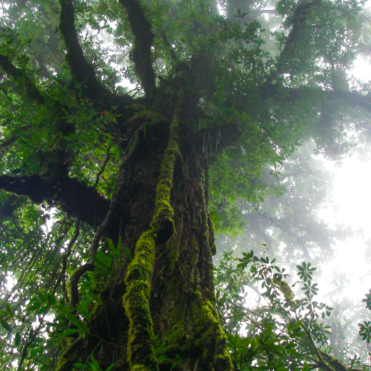La Tigra National Park, Honduras