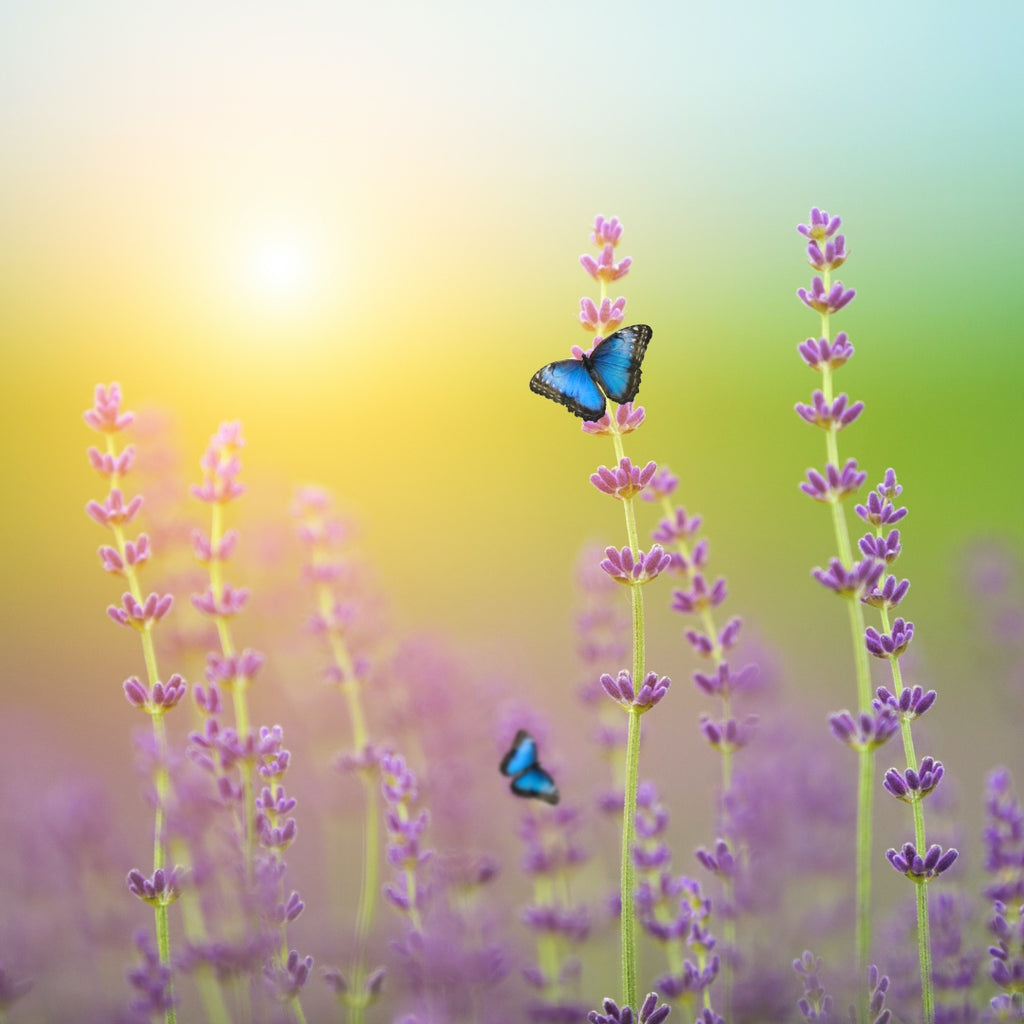 Lavender Extract, Provence, France