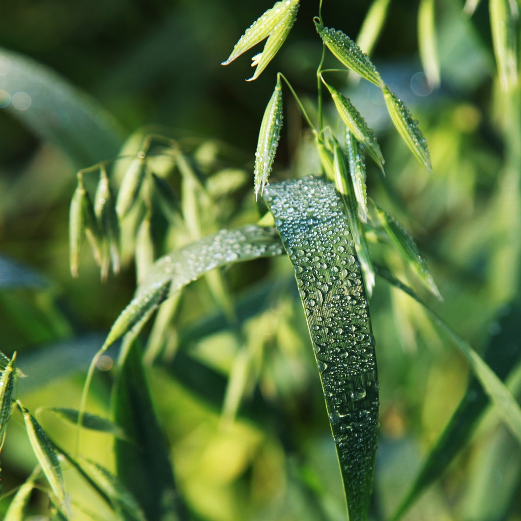 Avena Strigosa Seed Extract