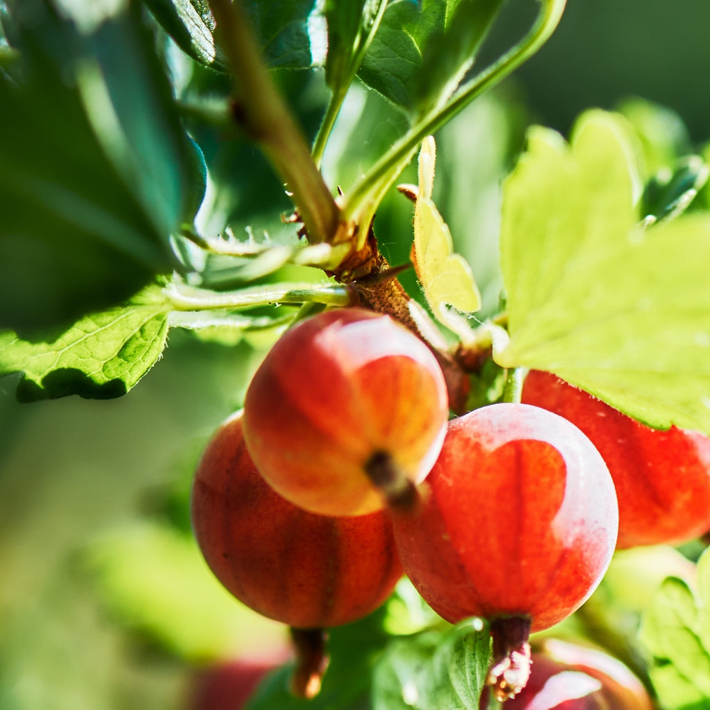 Ribes Grossularia Fruit Extract
