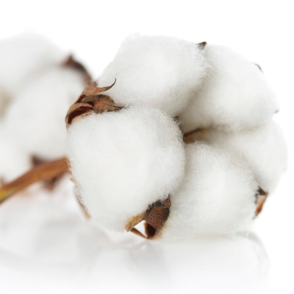 Gossypium Herbaceum (Cotton Seed Oil)