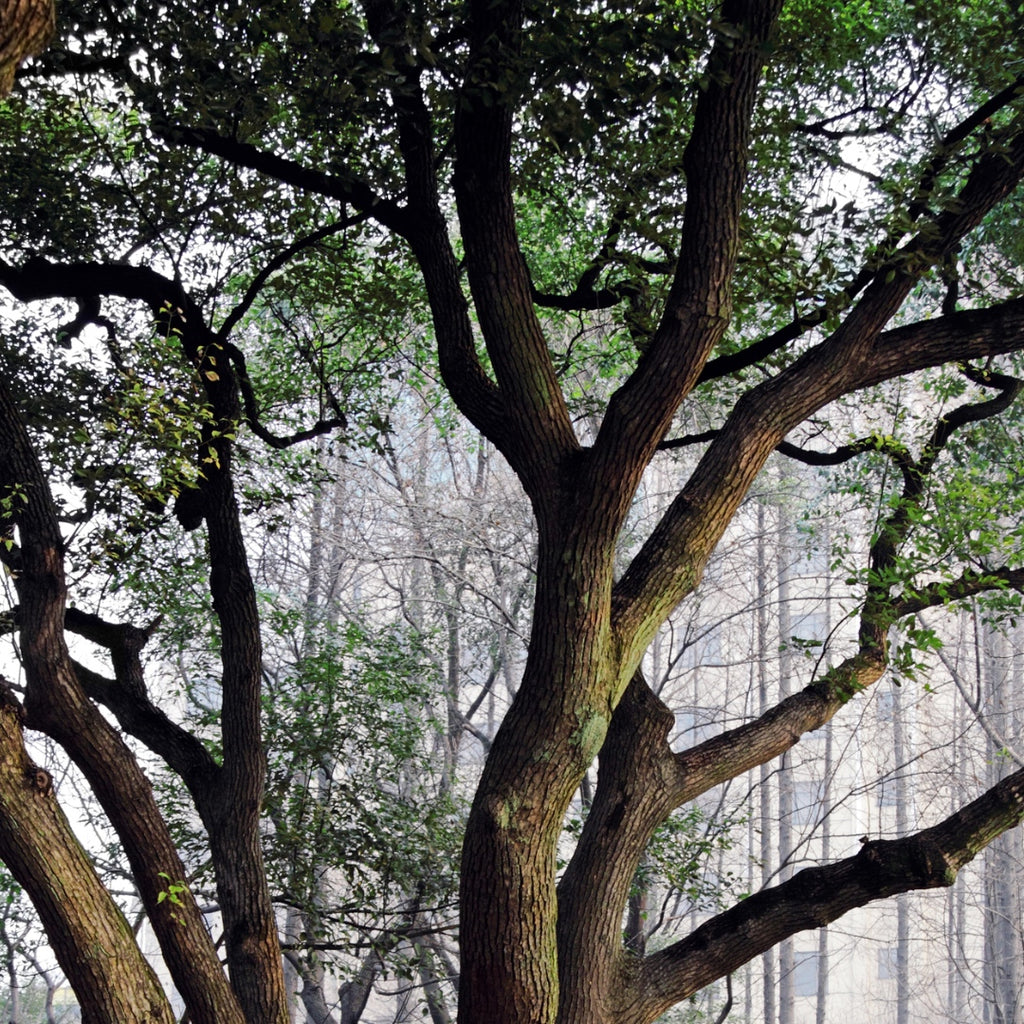 Ho Wood Oil, Camphor Tree, Japan, Asia
