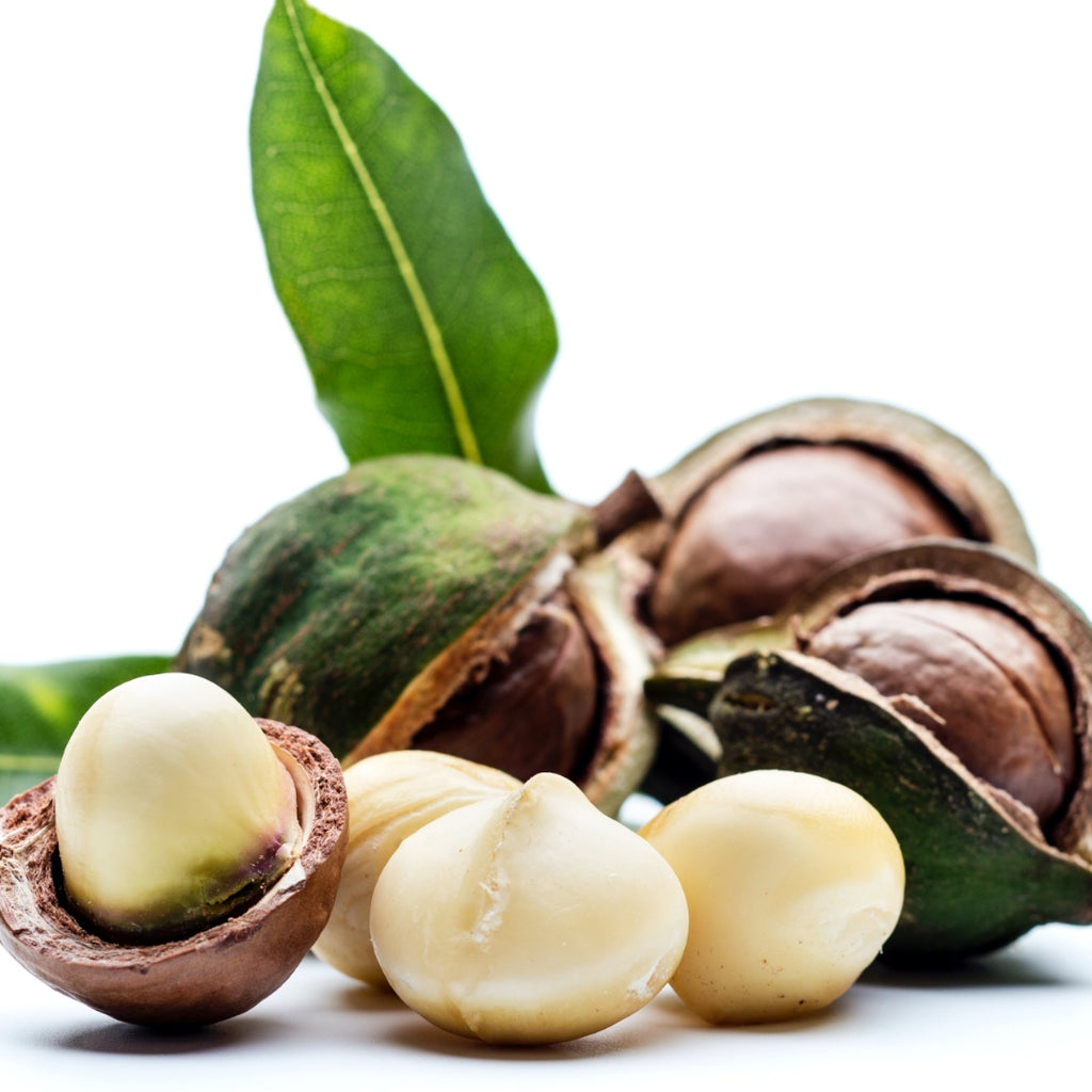 Macadamia Ternifolia Seed Oil