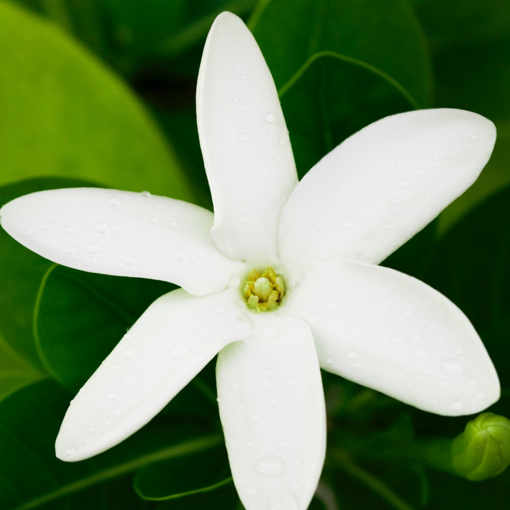 Monoi Oil, Tahiti, French Polynesia