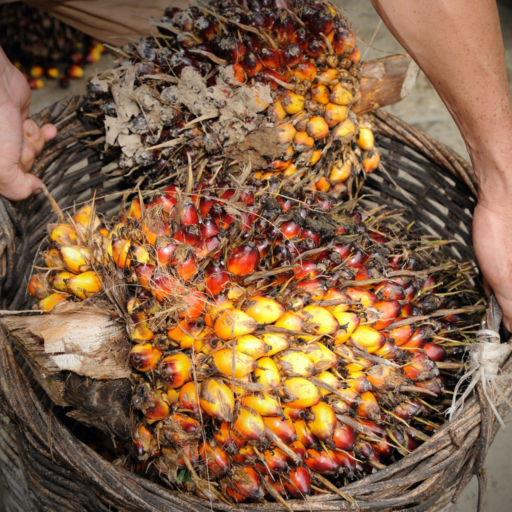 It's time to harvest of ojon oil