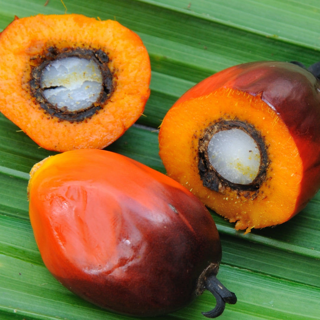 Ojon Palm Nut Oil,  Elaeis Oleifera, Honduras