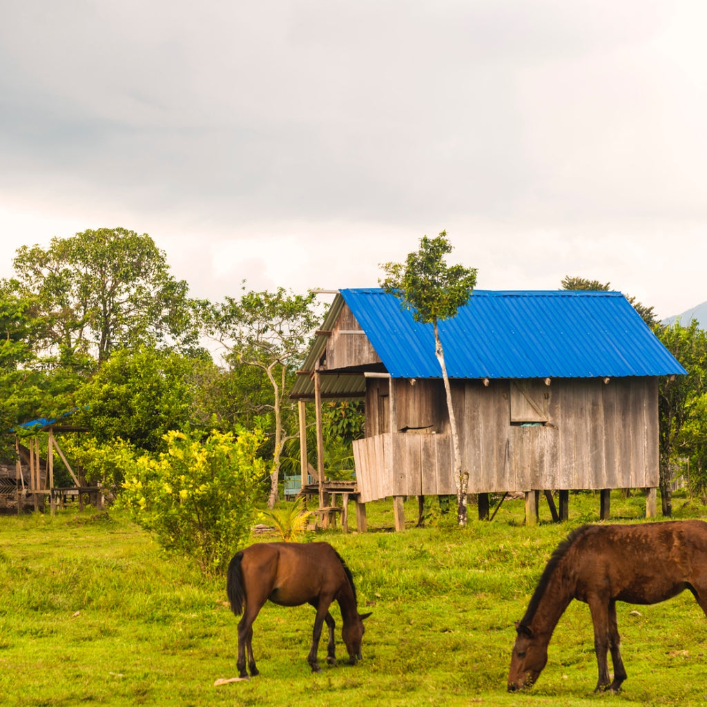 Ojon Oil, Rio Platano, Honduras