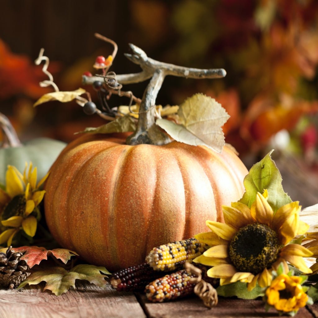 Pumpkin, cucurbita pepo