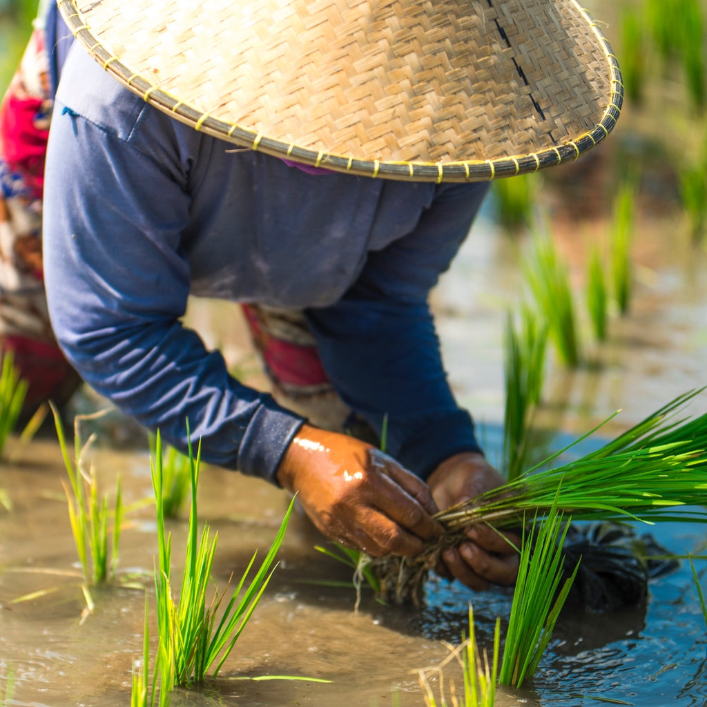 Rice Water Rinse, China