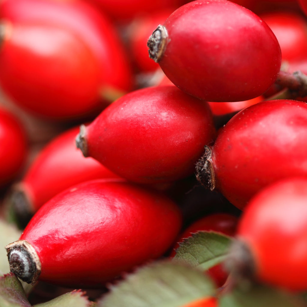 Rose Hip (Rosa Mosqueta) Oil, Andes, Chile
