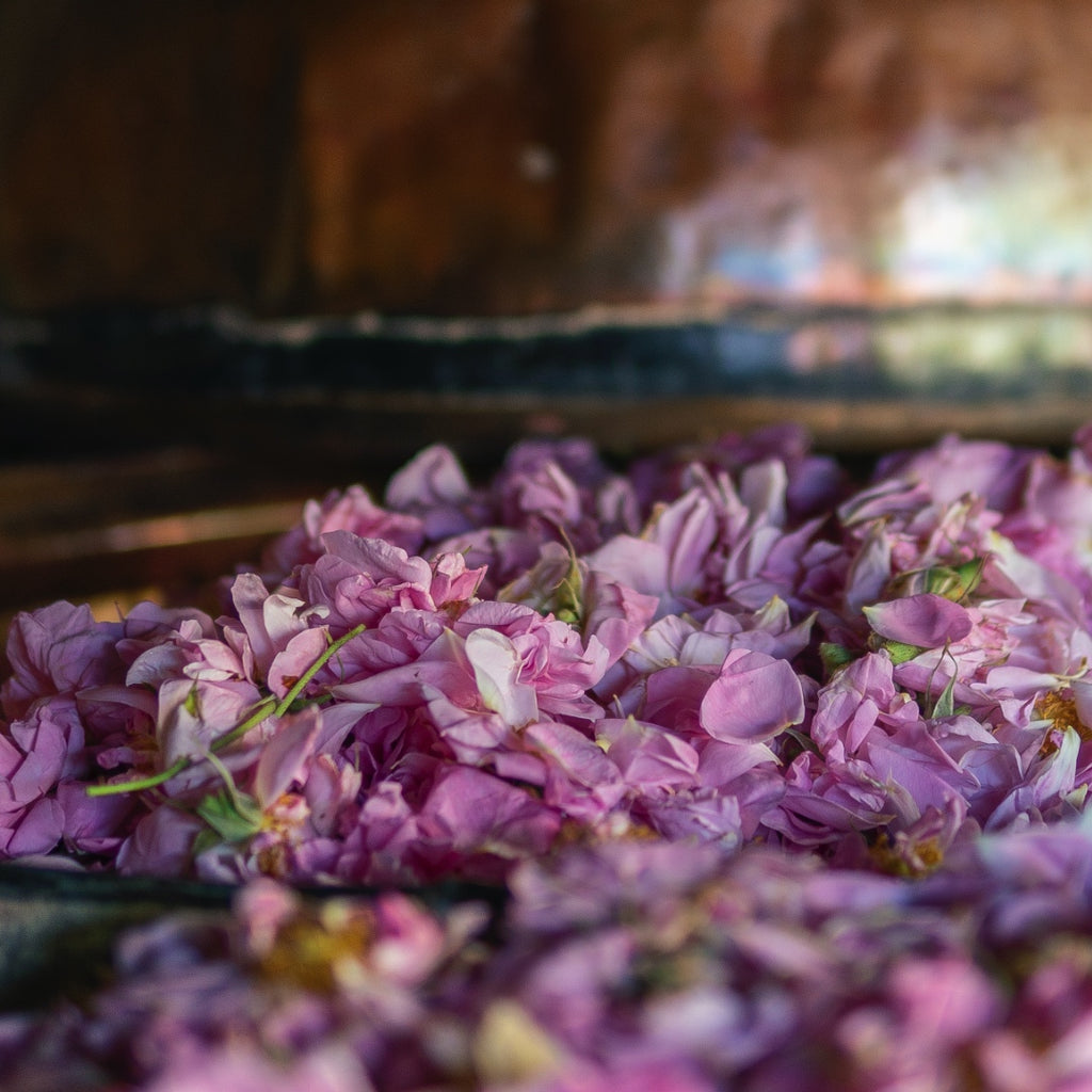 Rosewater, India