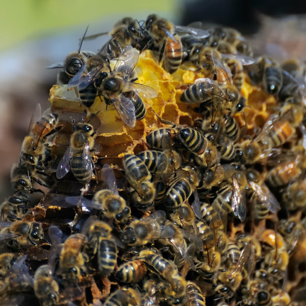 Royal Jelly, Egypt