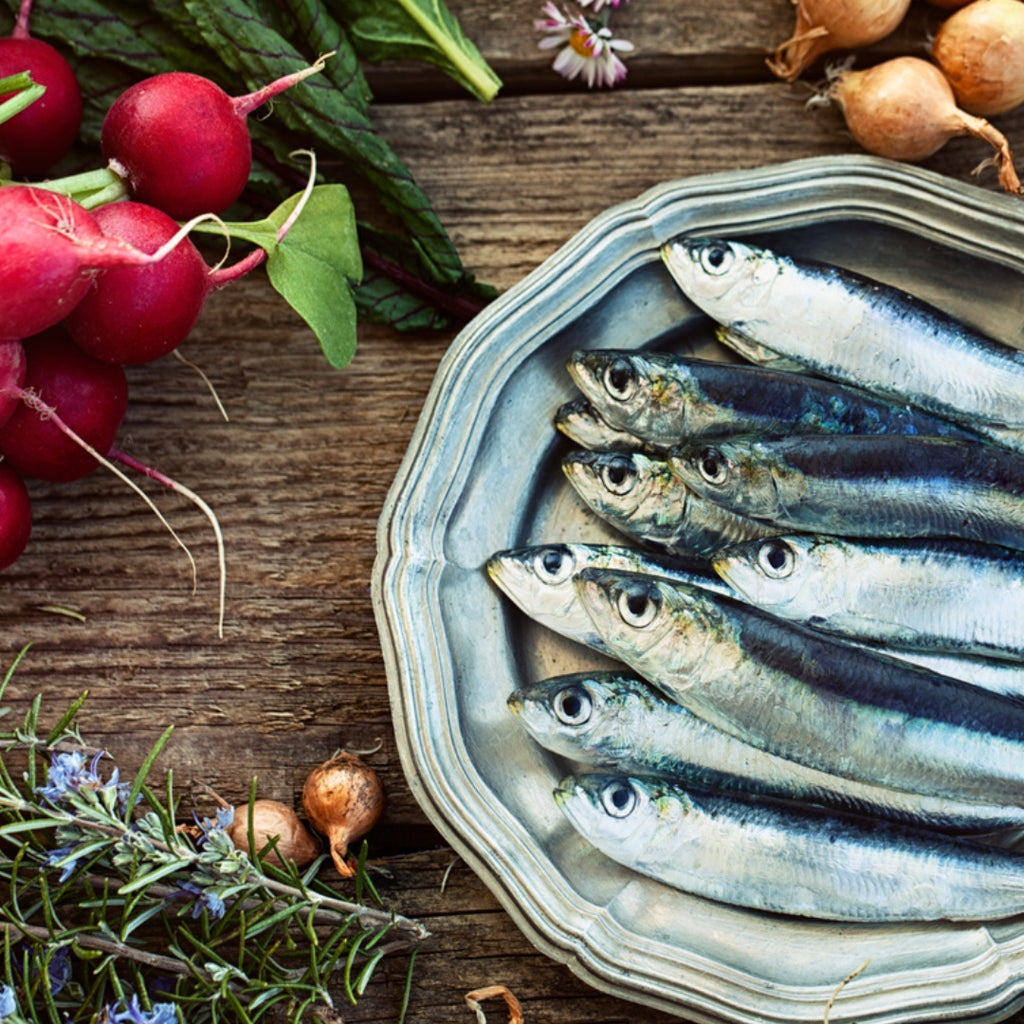 Sardines, Pilchard