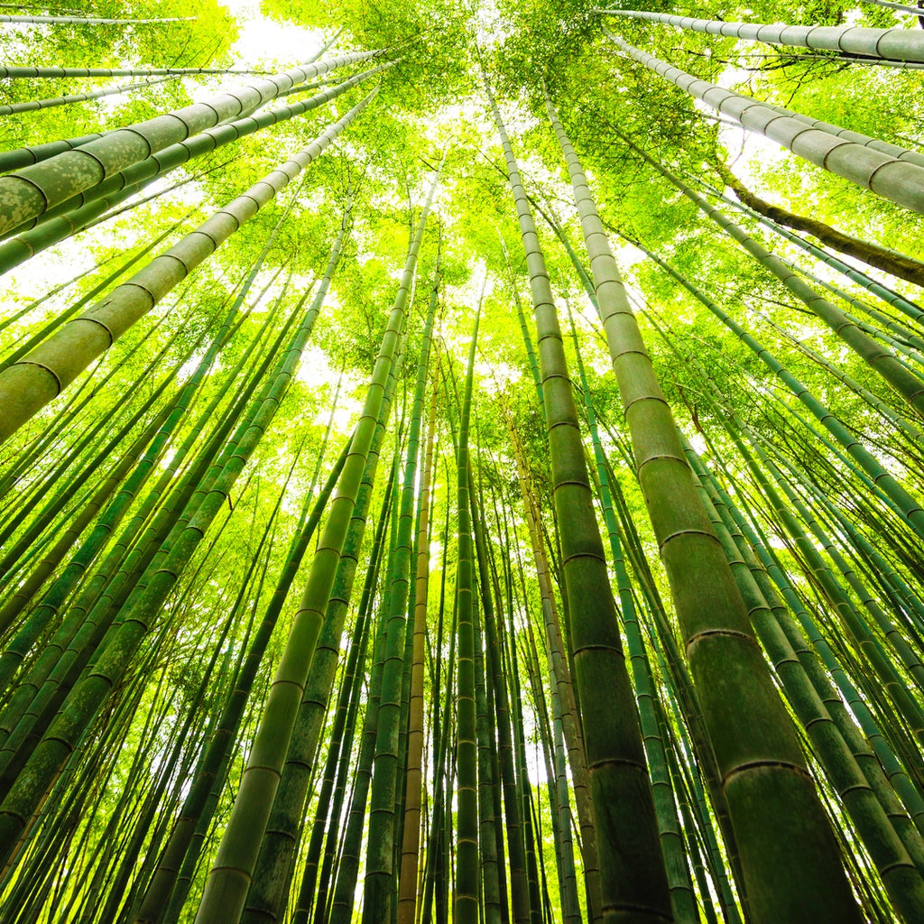 Forest Bathing, Shinrin-Yoku, Japan
