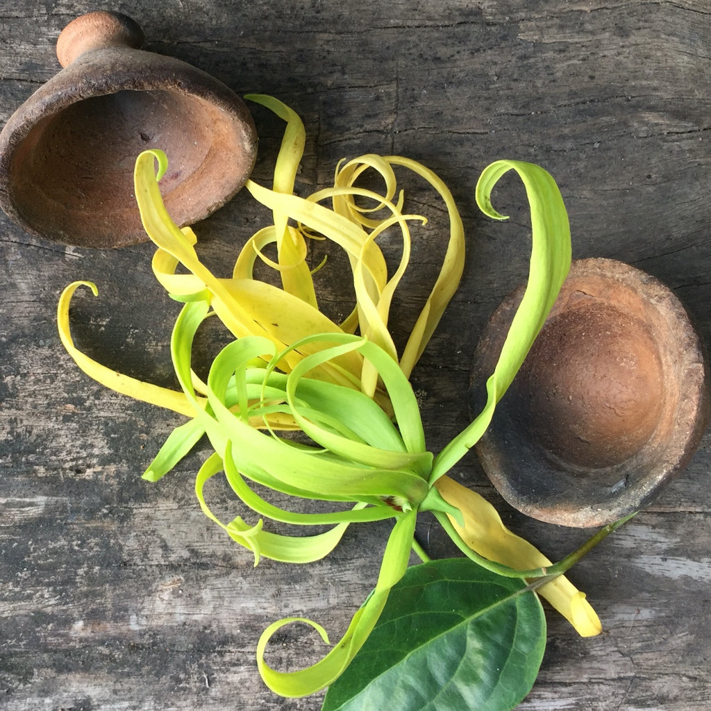 Ylang Ylang, Cananga Odorata, Malaysia, South East Asia