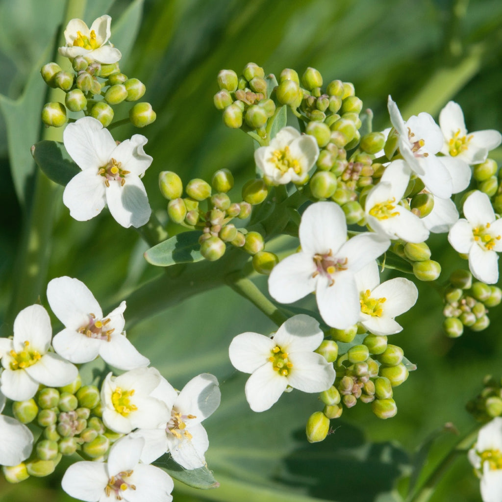 Crambe Abyssinica Seed Oil, Ethiopia