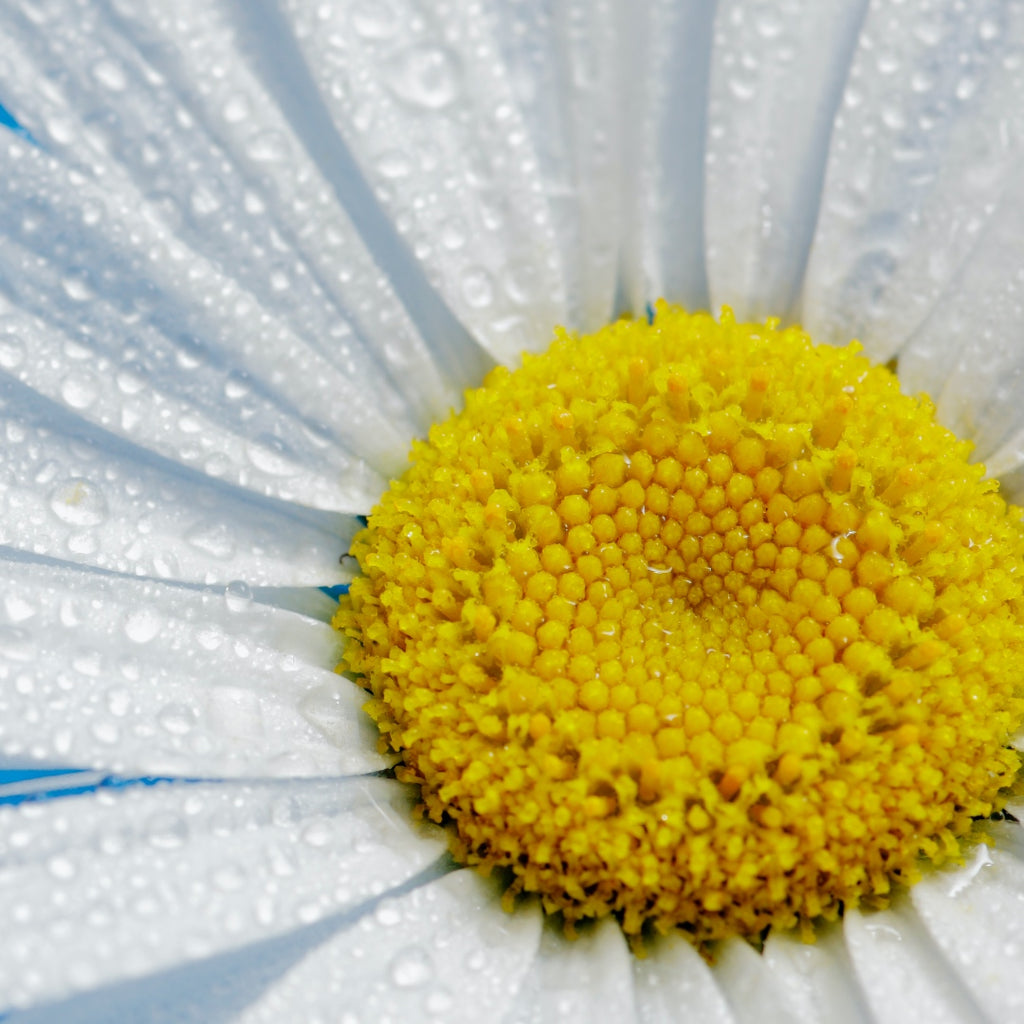 Daisy Water, Turkey