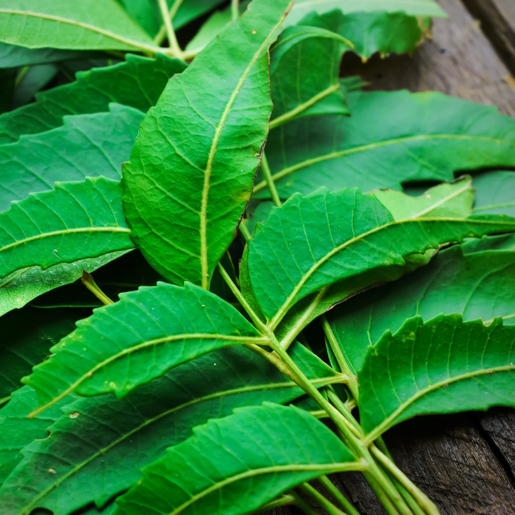 Neem, India