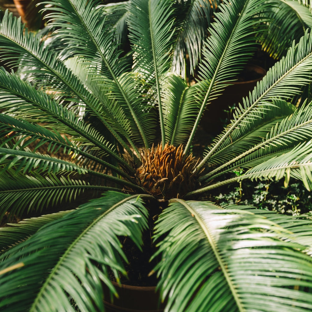Babassu Oil, Brazil