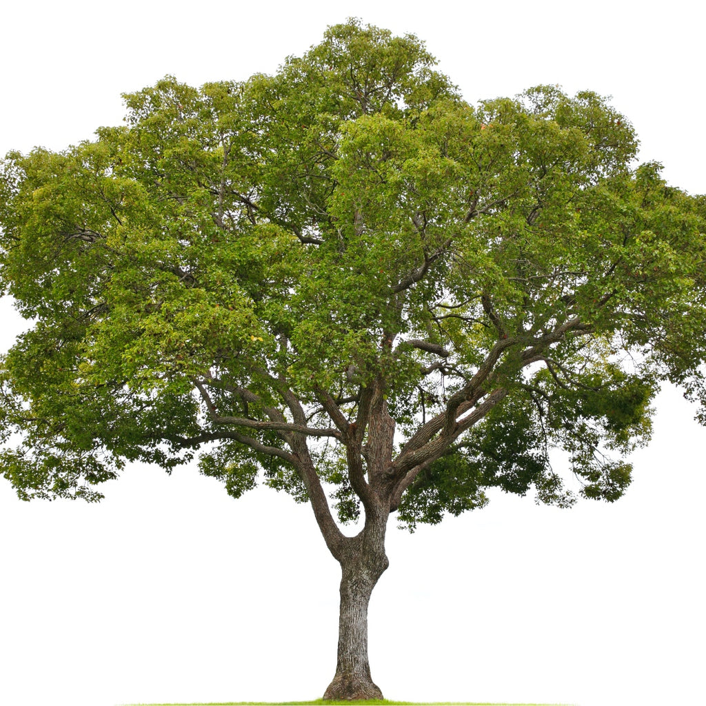 Cinnamomomum Camphora (Ho Wood)