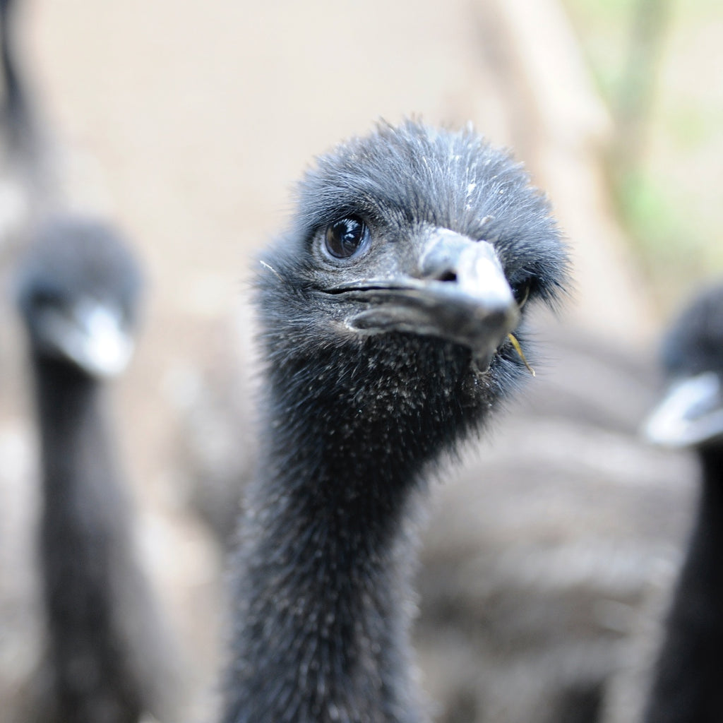 Emu Oil, Australia