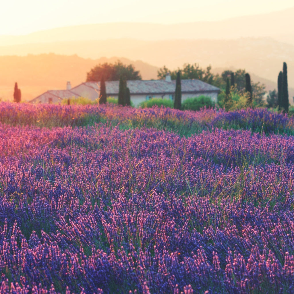 Lavender, Lavandula Angustifolia