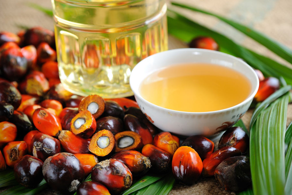 How Batana Oil Is Made: From Rainforest Tree to T'zikal
